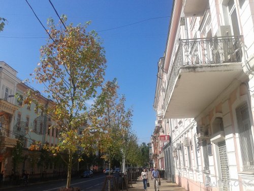 (2014.07.07) Гибнущие саженцы на ул. Красной в Краснодаре